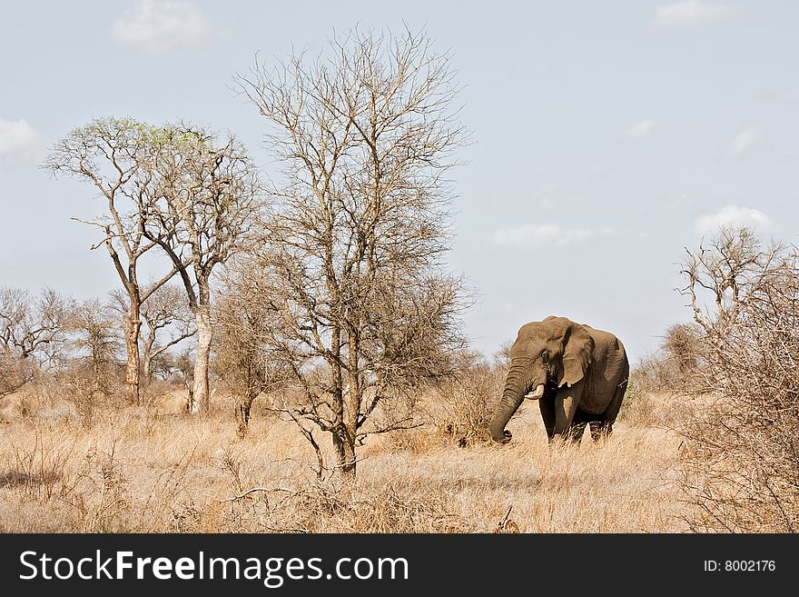 African Elephant standing in dry african bushveld; Loxodonta africana