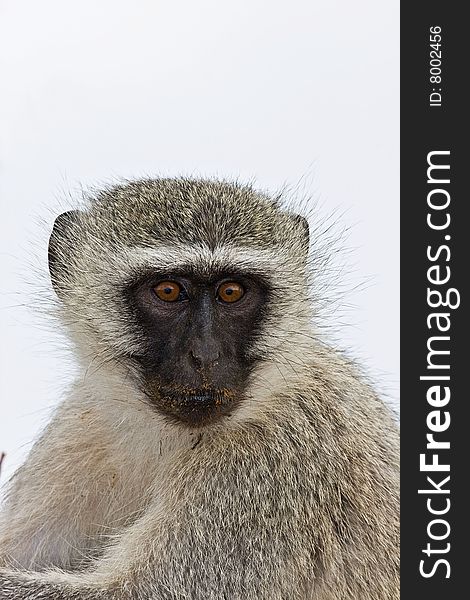 Close-up of Vervet monkey; Cercopithecus Aethiops