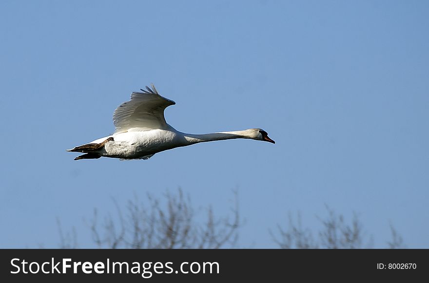 A single  swan flying in the blue sky