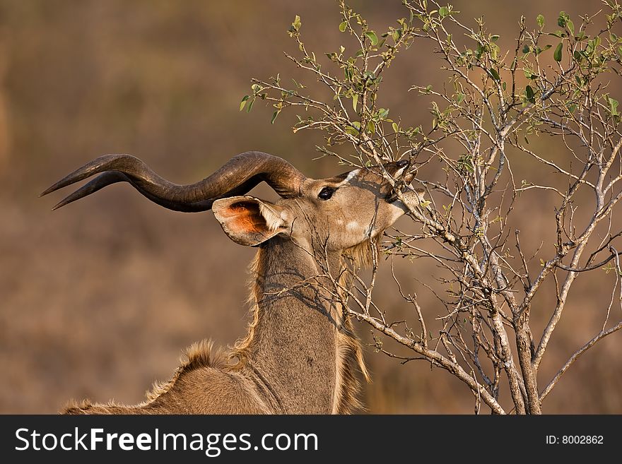 Male Kudu browsing ; tragelaphus strepsiceros. Male Kudu browsing ; tragelaphus strepsiceros