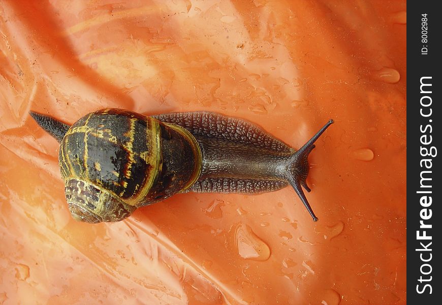 Snail,bostryx helix , nature, colored,