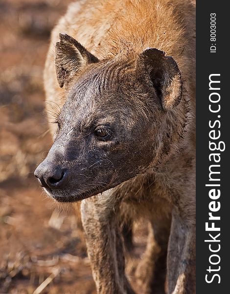 Close-up portrait of a Spotted Hyaena; Crocuta crocuta