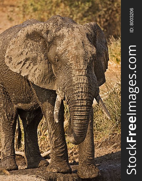 Close-up of an elephant full of dried and wet mud; Loxodonta Africana. Close-up of an elephant full of dried and wet mud; Loxodonta Africana