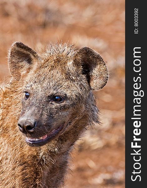 Close-up portrait of a Spotted Hyaena; Crocuta crocuta