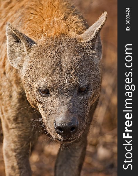 Close-up portrait of a Spotted Hyaena; Crocuta crocuta