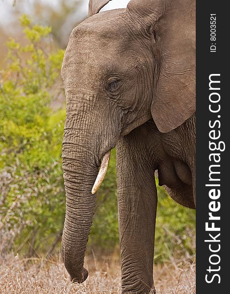 Close-up of an Elephant's head and trunk; Loxodonta Africana