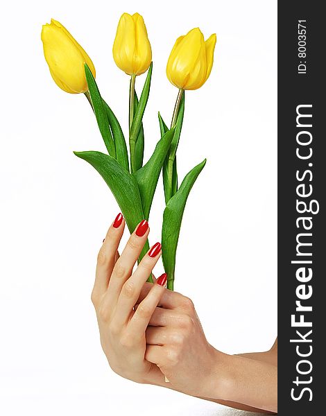 Beautiful hands with red manicure holding yellow tulips. Beautiful hands with red manicure holding yellow tulips