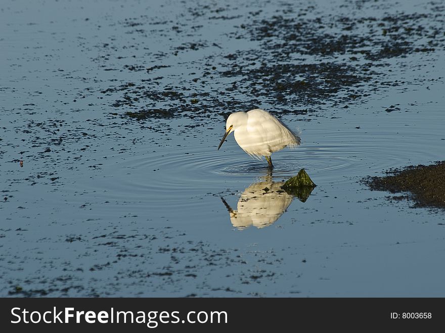 Snowy Egret