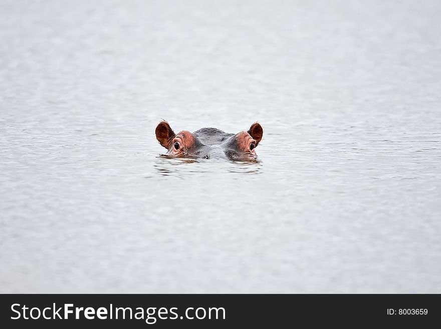 Partial hippo face showing above water; Hippopotamus amphibius