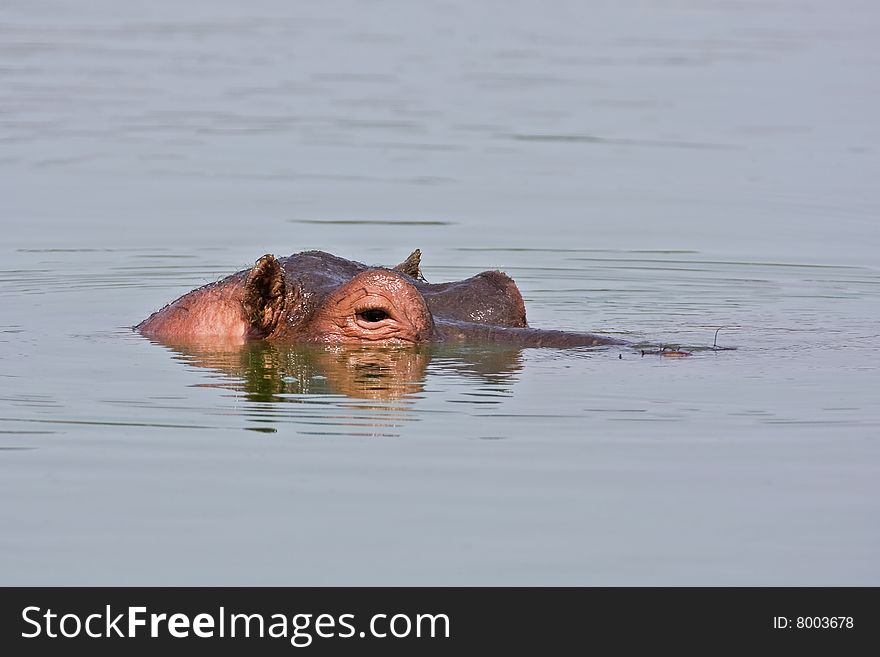 Partial side view of hippo face showing above water; Hippopotamus amphibius