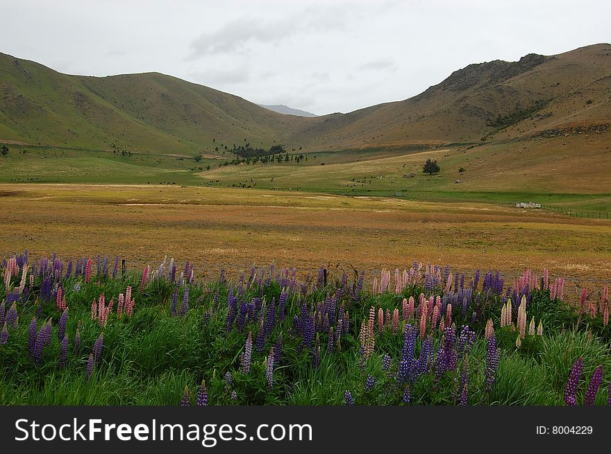 Mountain, grassland and flower in spring day. Mountain, grassland and flower in spring day