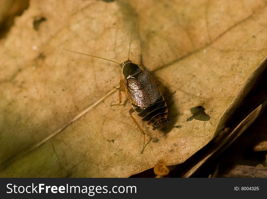 Cockroach on the dead leafs ground. Cockroach on the dead leafs ground