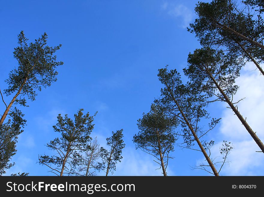 The top trees on blue sky background