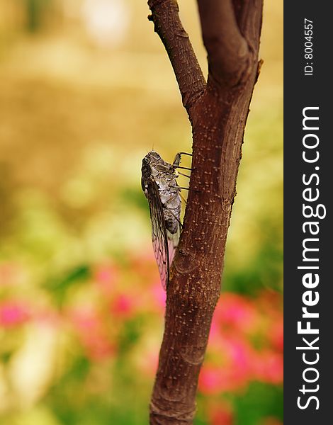 Macro of a cicada isolated on a tree