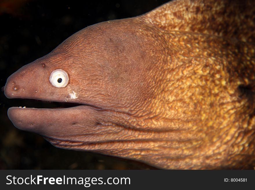 Giant Estuarine moray in close up at night on coral reef. Giant Estuarine moray in close up at night on coral reef