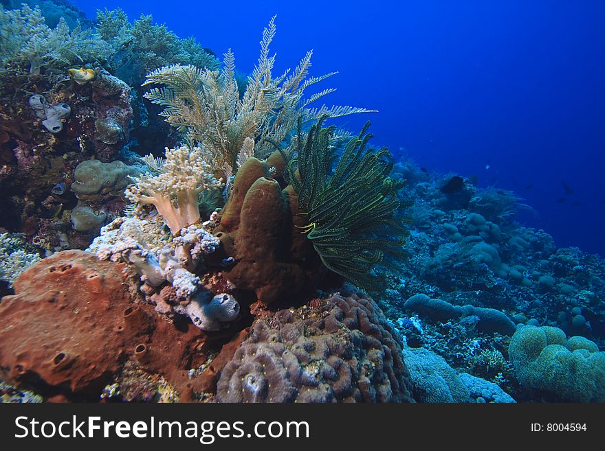 Soft corals (dendronepthya) feeding in currents on coral reef