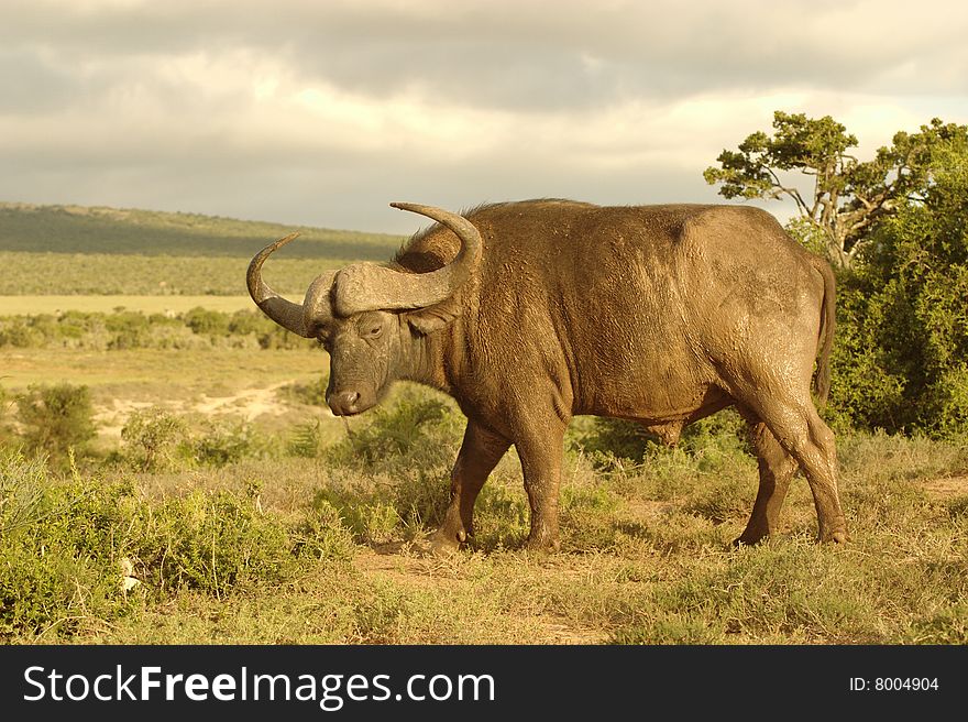 Buffalo at sunset in Addo Elephant Park