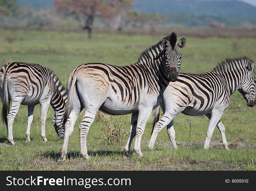 Zebras in the Lucia Bay Estuary area, South Africa