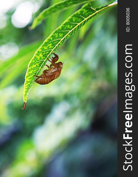 Green on the shell of a cicada