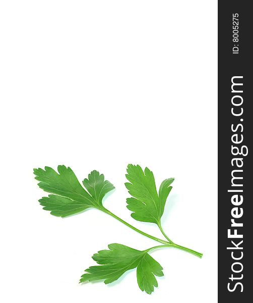 Parsley isolated on a white background, closeup