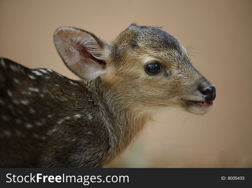 A hog deer in a zoo.