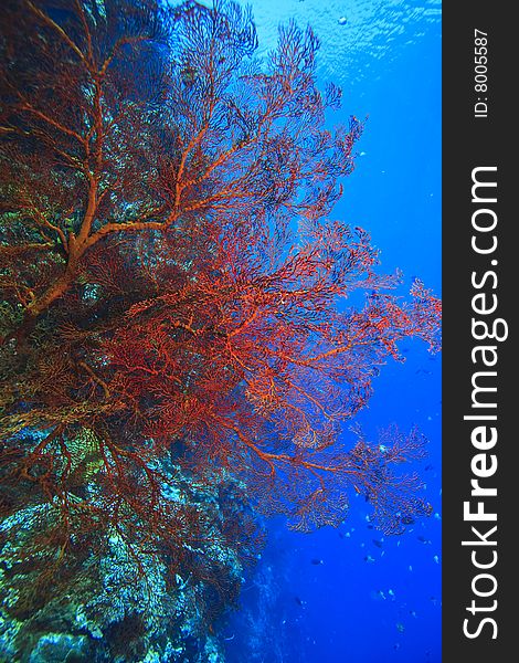 Gorgonian sea fan on coral reef feeding in the gentle current