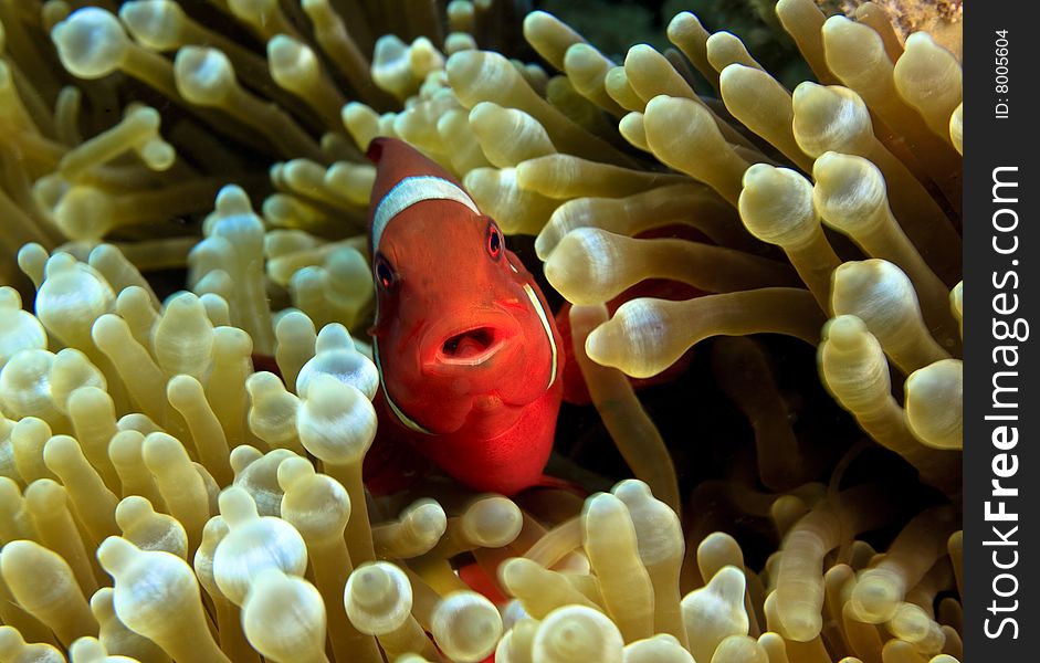 Spinecheek Anemonefish (premmas biaculaetus) in anemone trying to attract prey