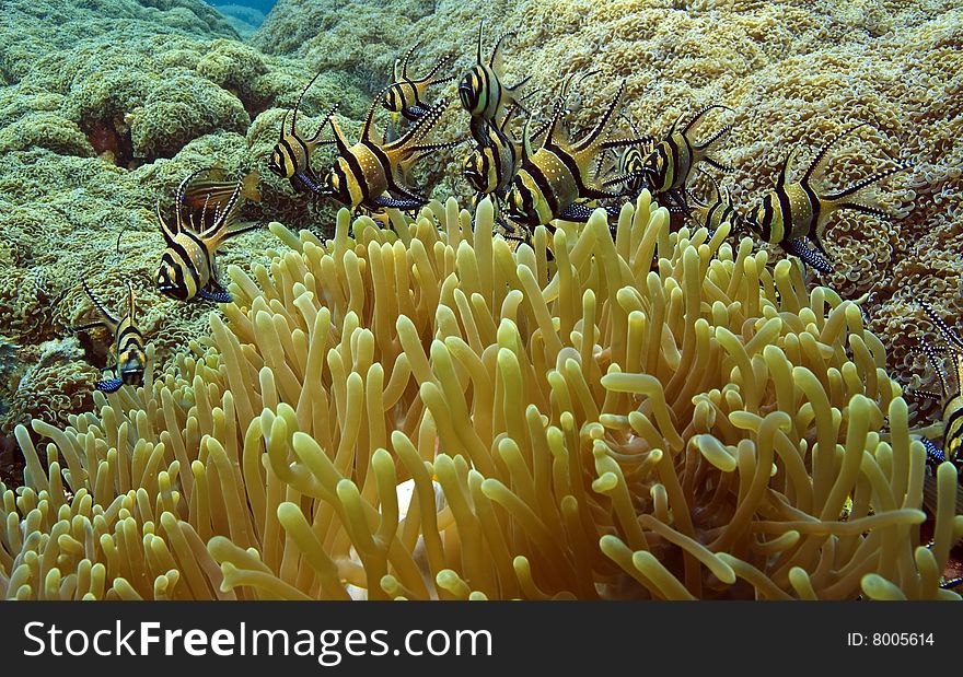 Banggai Cardinalfish (pteraponon kaudemi) takes refuge in anemone for protection