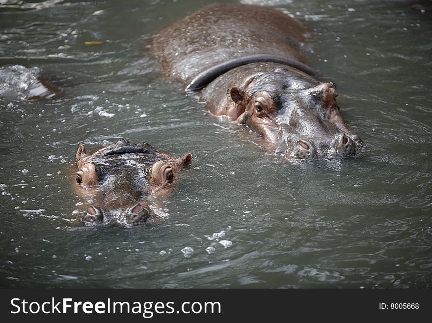 Hippopotamus in a water at a zoo.