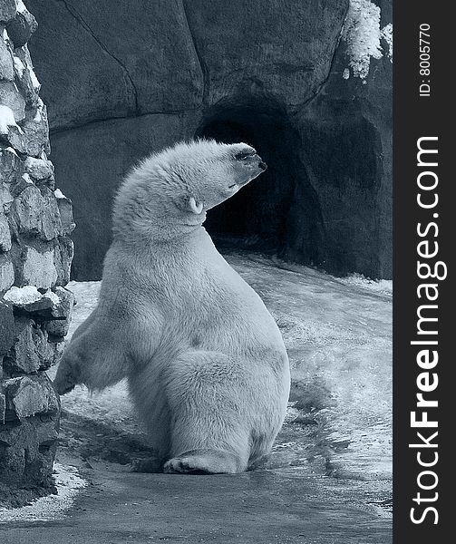 Funny White Polar Bear