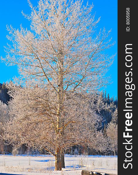 Tree in winter with snow and blue sky. Tree in winter with snow and blue sky