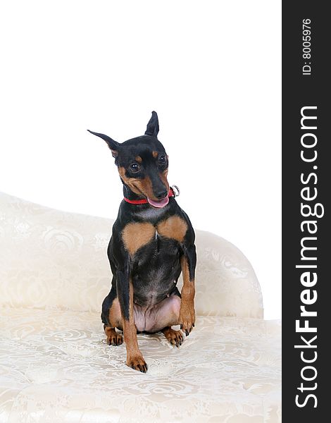 Cute little black and tan dog sitting with one paw raised. Cute little black and tan dog sitting with one paw raised