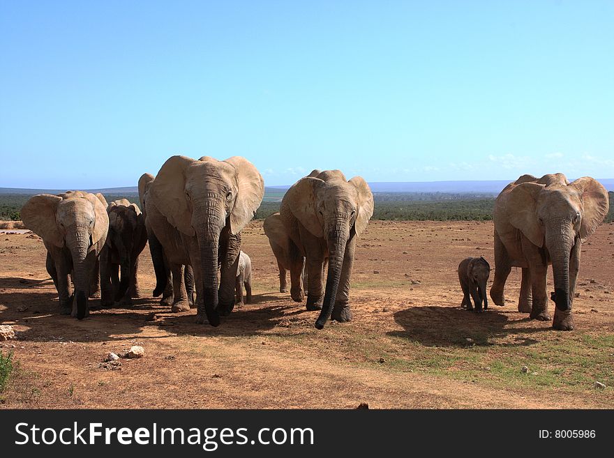 A small herd of elephants with a blue sky background. A small herd of elephants with a blue sky background