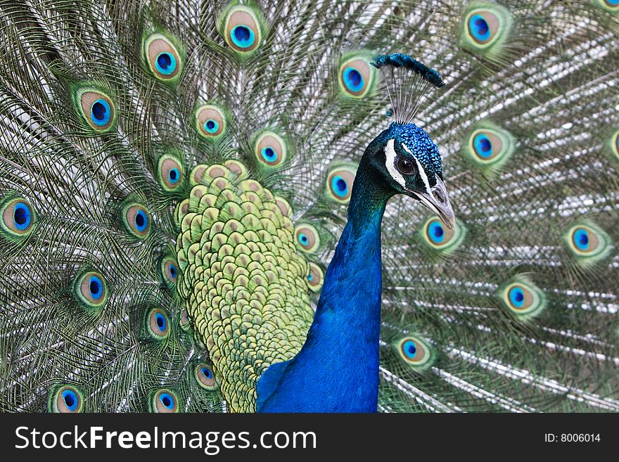 A colorful peackock with its tail raised. A colorful peackock with its tail raised.