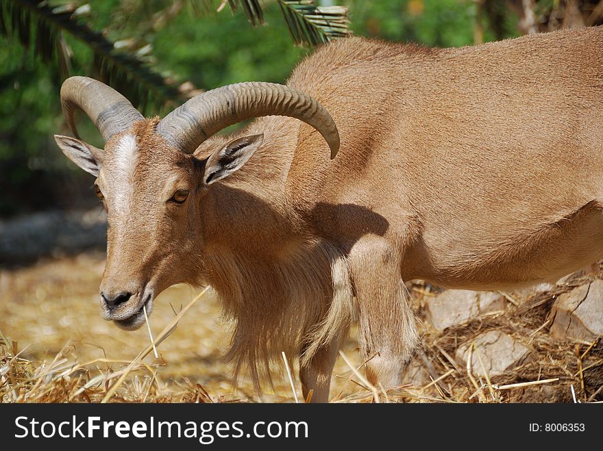 Portrait of moroccan mountain goat (Berber goat)