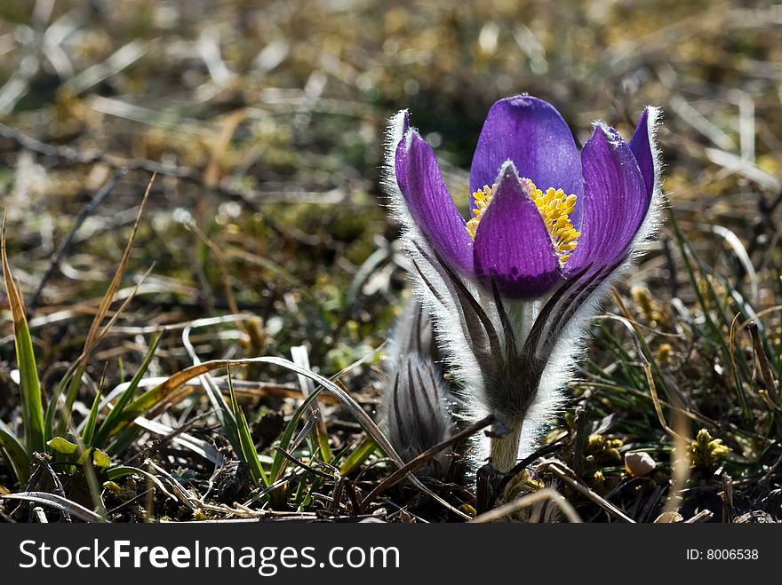 Pulsatilla vulgaris is a surprisingly large and conspicuous spring flower It may be found in uncultivated grassland only. The plants with single blossoms that may be found growing in large groups are very much dependent on getting lots of light. 
The plant is perennial. Blossoms can be seen in March and April. Dense hairs on petals and stem are a perfect protection both against cold night time temperatures and dry and windy conditions at daytime. 
This plant is known to be effective in treating all pain involving the reproductive organs, and is especially noted for treating menstrual pain. Pulsatilla vulgaris is a surprisingly large and conspicuous spring flower It may be found in uncultivated grassland only. The plants with single blossoms that may be found growing in large groups are very much dependent on getting lots of light. 
The plant is perennial. Blossoms can be seen in March and April. Dense hairs on petals and stem are a perfect protection both against cold night time temperatures and dry and windy conditions at daytime. 
This plant is known to be effective in treating all pain involving the reproductive organs, and is especially noted for treating menstrual pain.