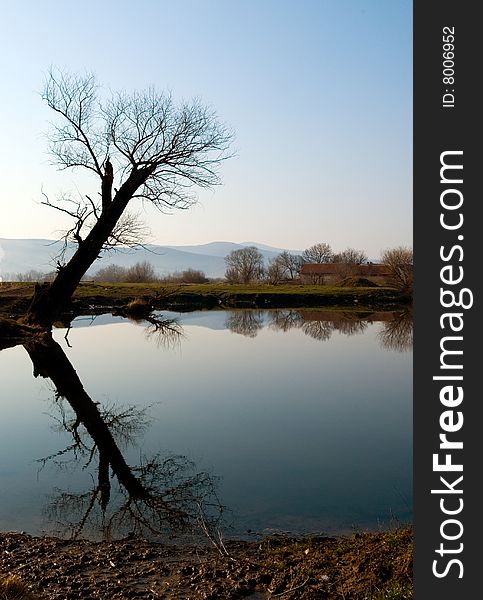 Tree in morning blue sky, with lake reflection. Tree in morning blue sky, with lake reflection