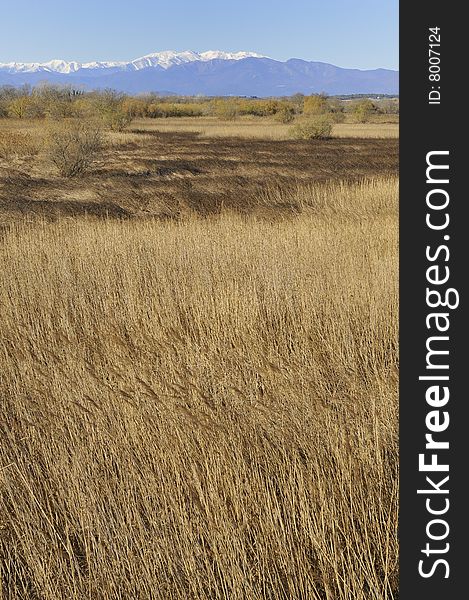 Reed field in Spain, near Pyrénées mountain