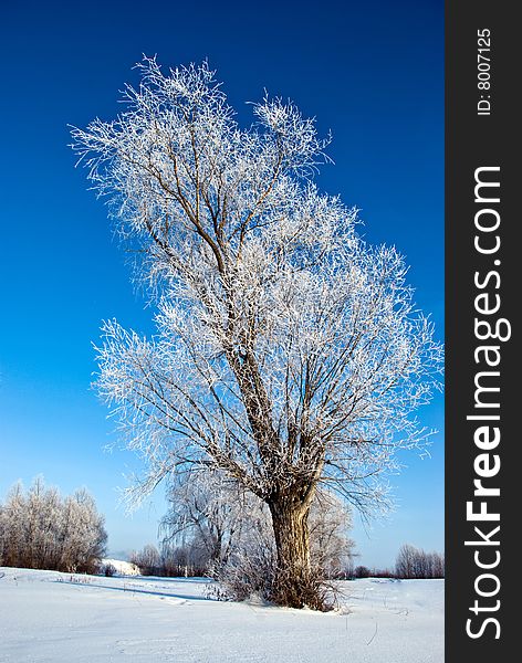 Frozen tree in the winter forest. Frozen tree in the winter forest