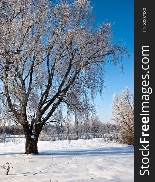 Frozen tree in the winter forest. Frozen tree in the winter forest