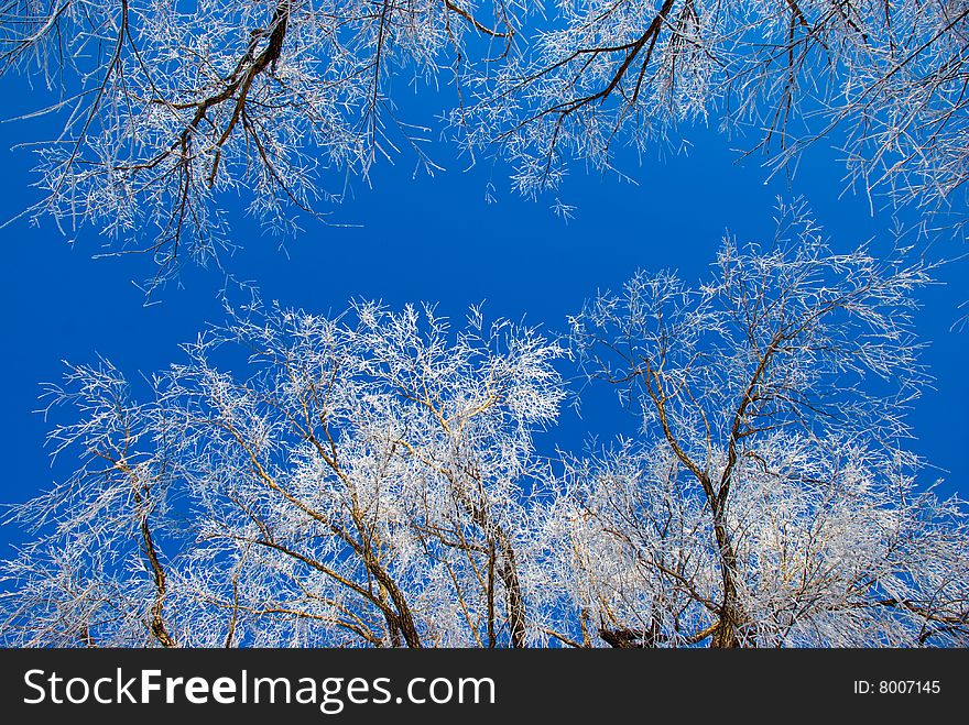 Frozen tree in the winter forest. Frozen tree in the winter forest