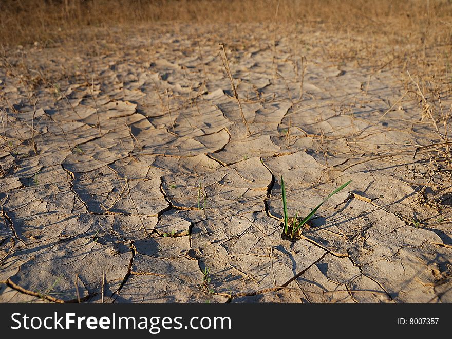 Young plants in the dry cracked desert. Young plants in the dry cracked desert