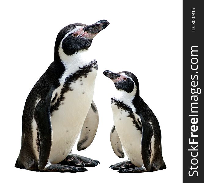 Two penguins isolated on a white background