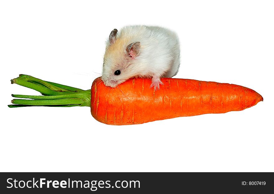 White hamster on the carrot on white background