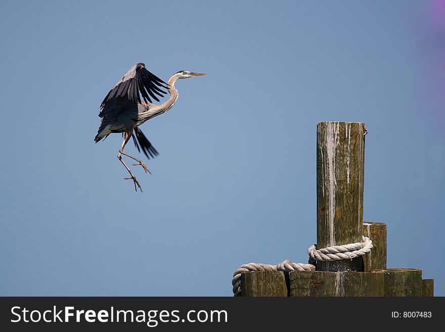 A Blue Heron landing on moorings