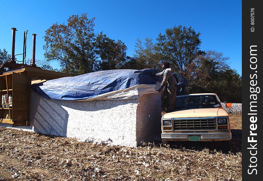 Farmer covering the newly made cotton module. Farmer covering the newly made cotton module.