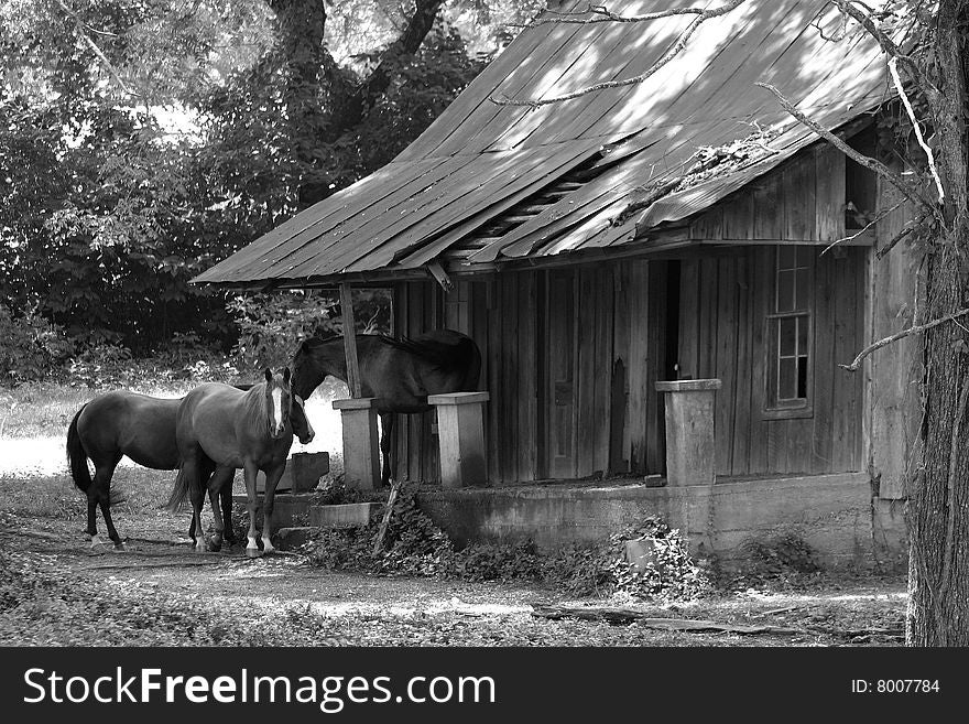 Horses take a rest in front of an old abandoned house. Horses take a rest in front of an old abandoned house