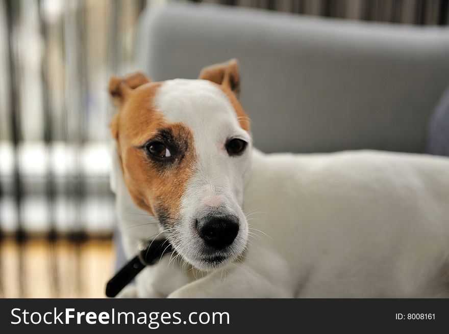 Jack Russel Terrier Relaxing On Bench