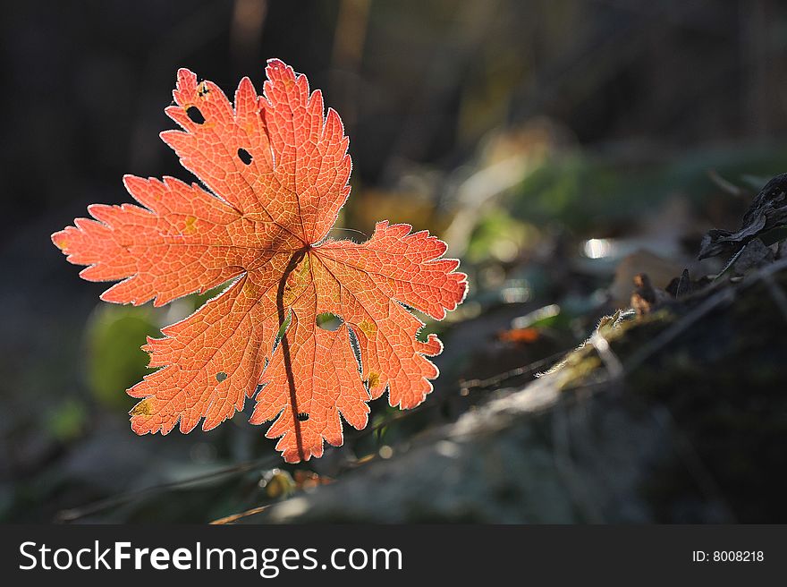 Red leaf in an autumn wood
