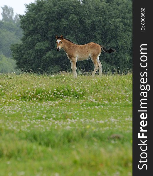 Young horse in the rain